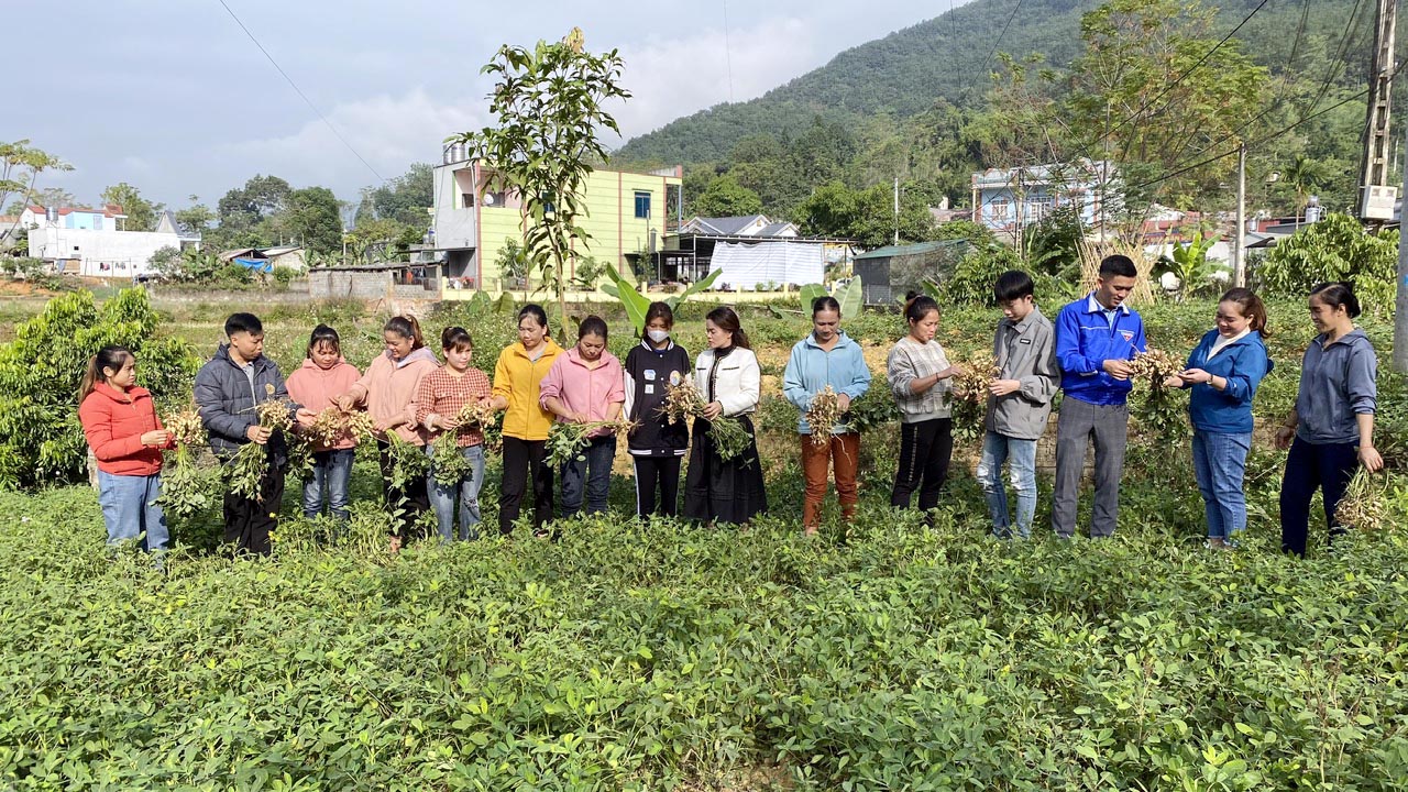 Mô hình lạc L14 do Trung tâm Dịch vụ Nông nghiệp huyện Phong Thổ phối hợp với Tổ chức Plan international vùng Lai Châu triển khai tại xã Khổng Lào mang lại giá trị kinh tế cao và làm thay đổi phương thức canh tác. 